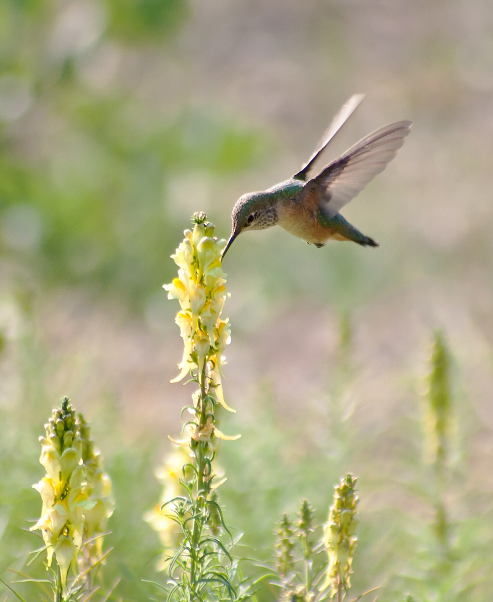 Broad-tailed Hummingbird