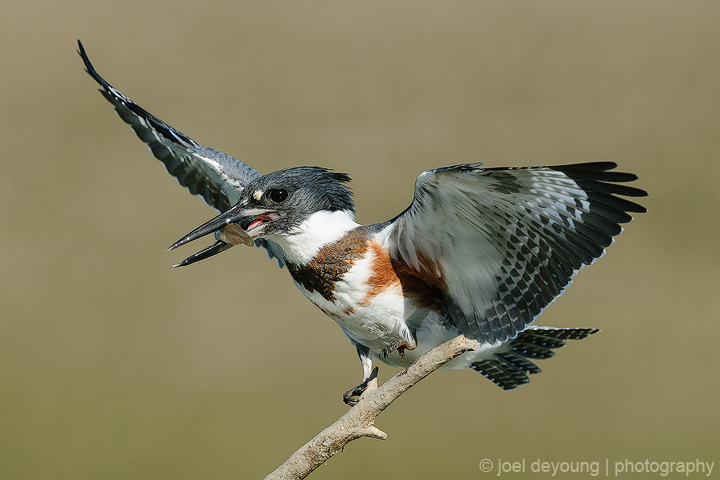 Belted Kingfisher
