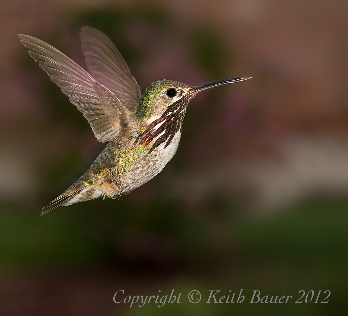 Calliope Hummer