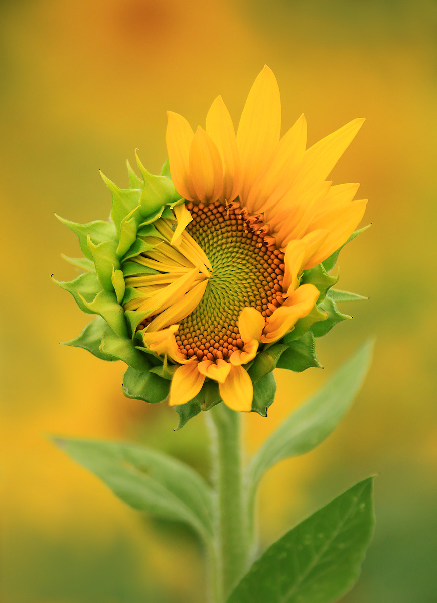Opening sunflower