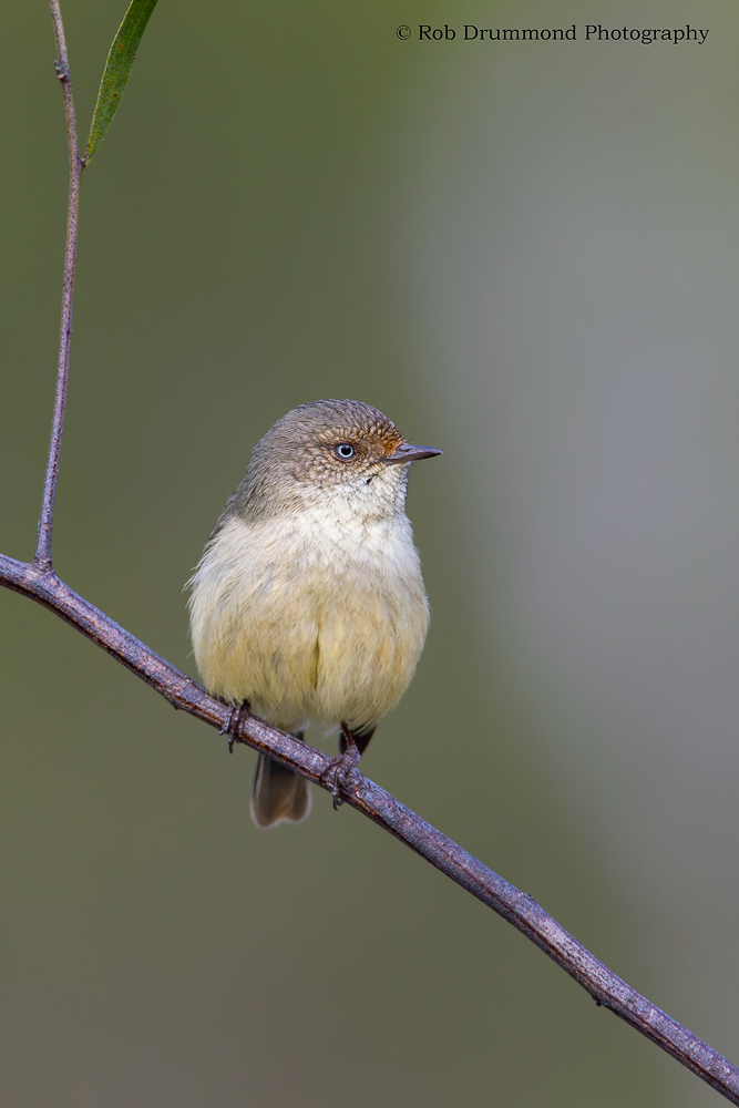 Buff-rumped Thornbill