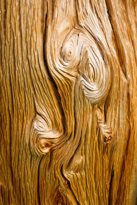 Pine Bark Swirls