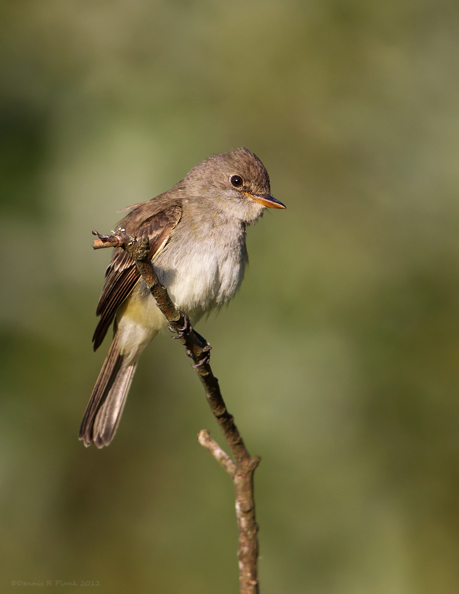 Willow Flycatcher