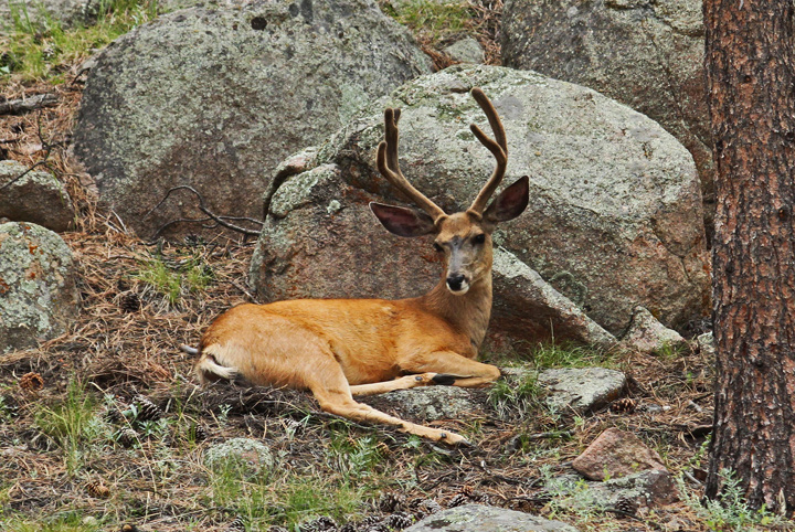 RMNP Mule deer 2010