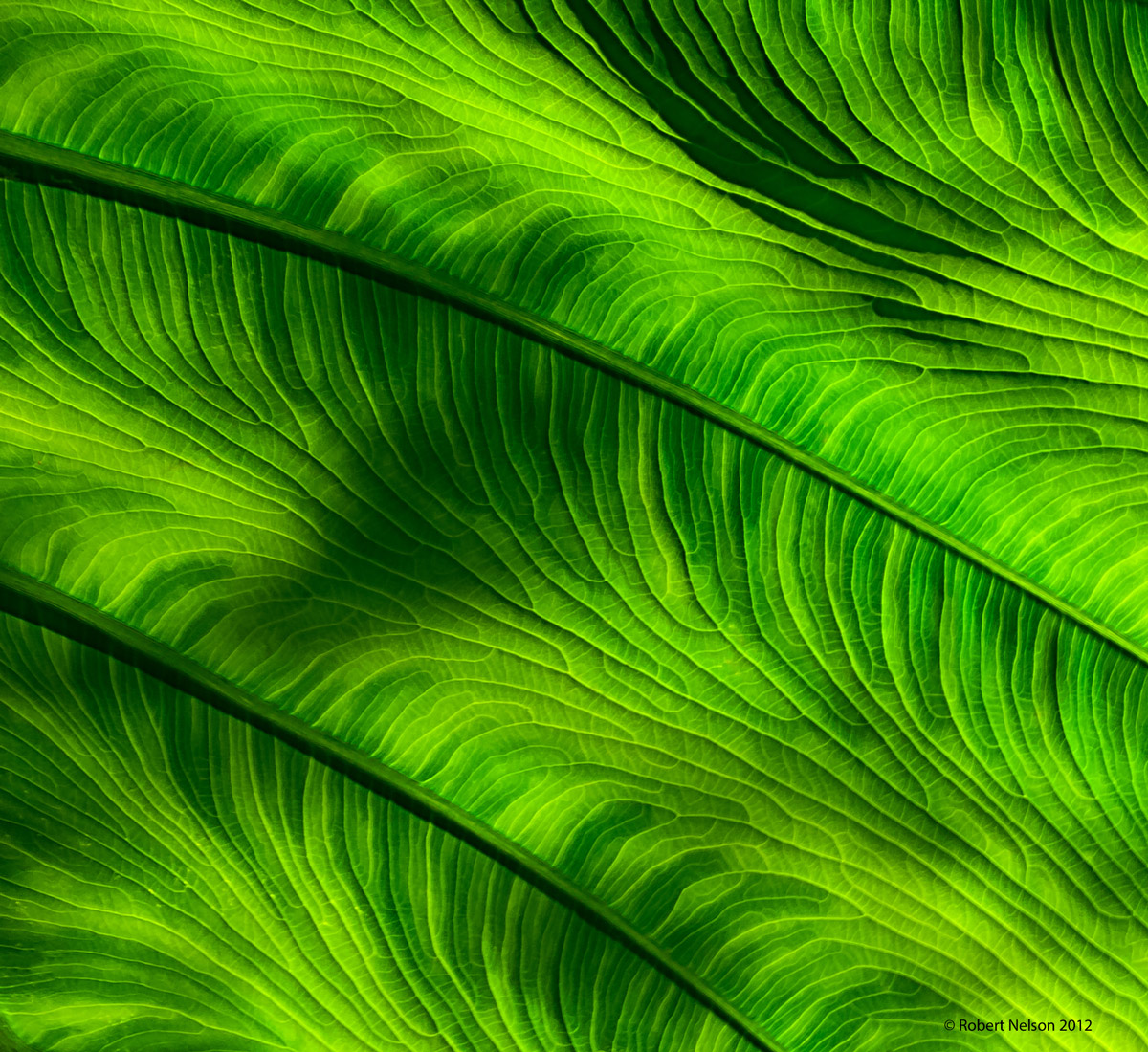 Elephant ear 5