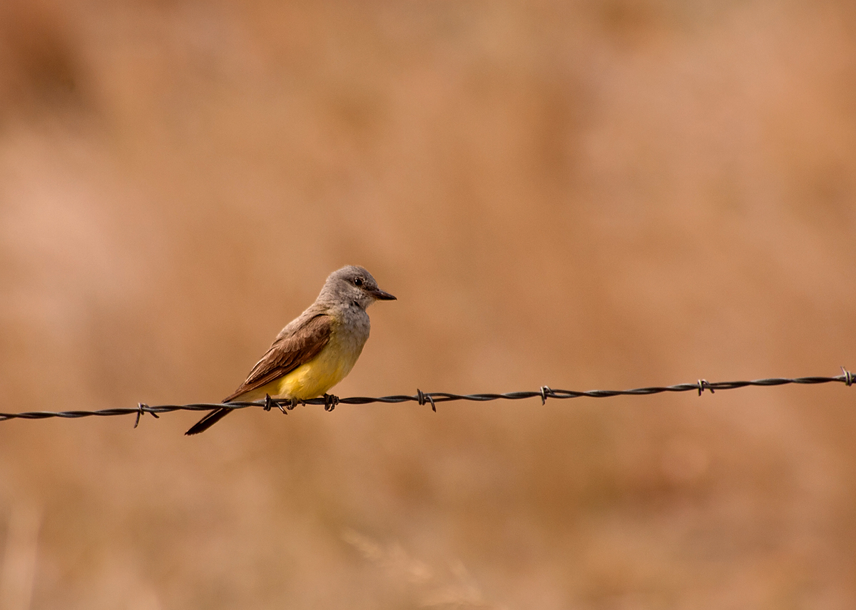 Western Kingbird