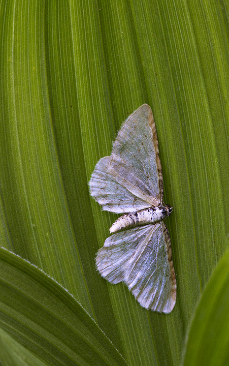 Moth on Green