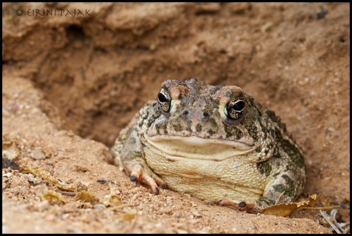 Black Toad-nails