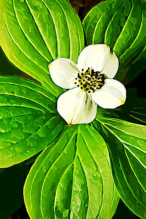 Bunchberry Blossom 2