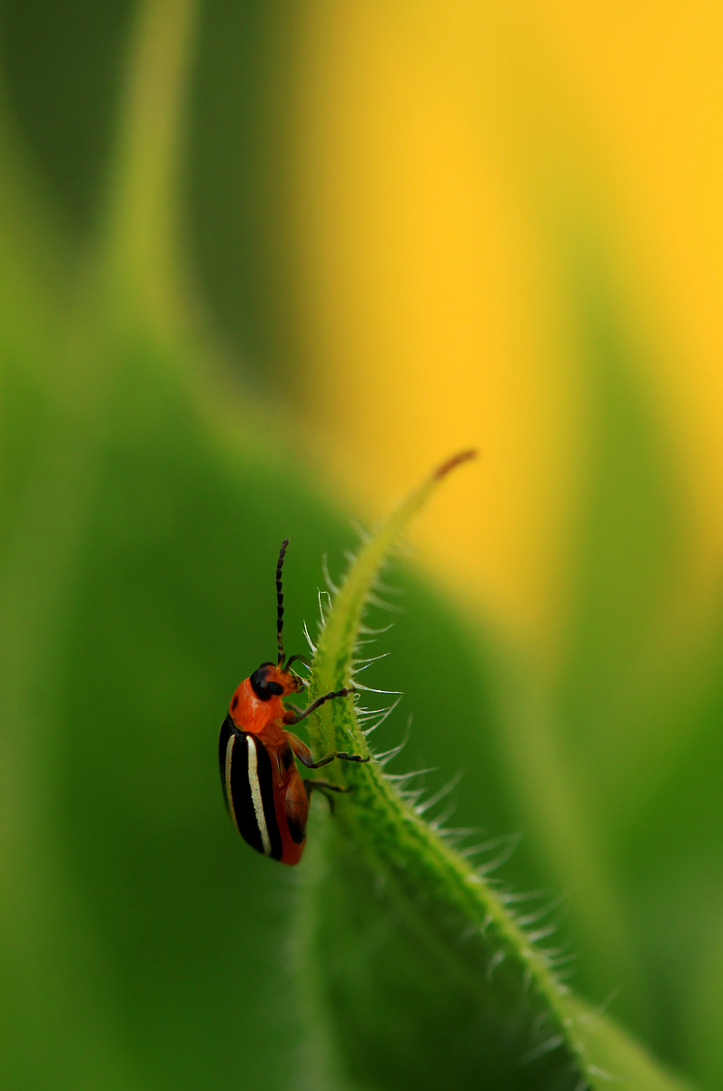 Sunflower visitor