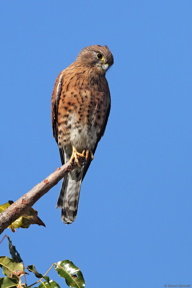Madagascar Kestrel