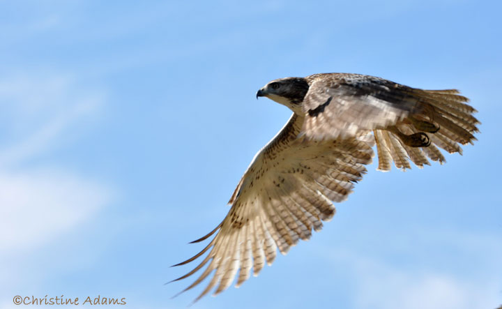 Juvenile Red Tail Hawk