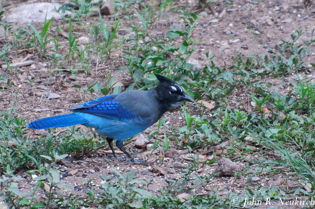 Steller's Jay