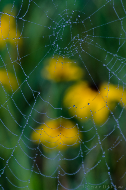 Spider web 1