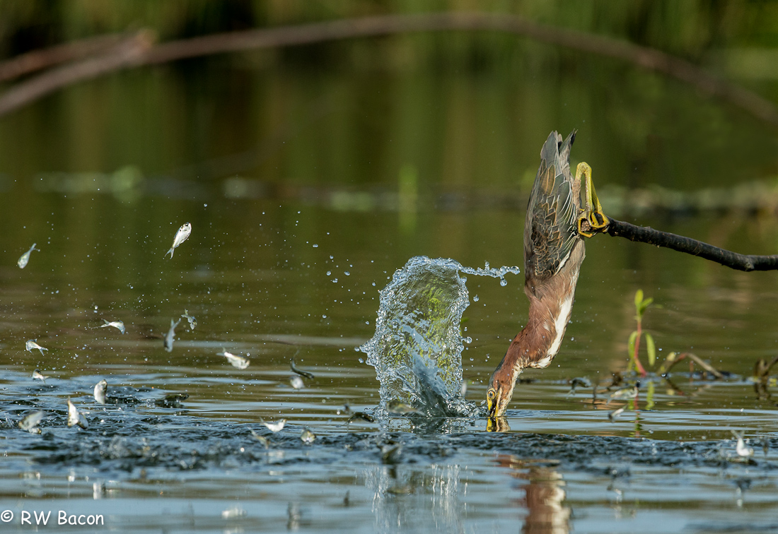 Green Heron Fishing