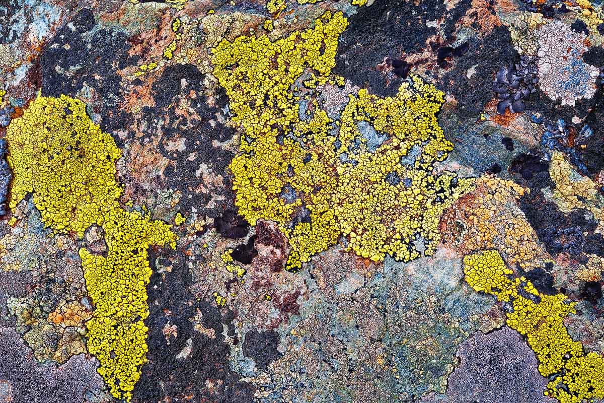 Lichens