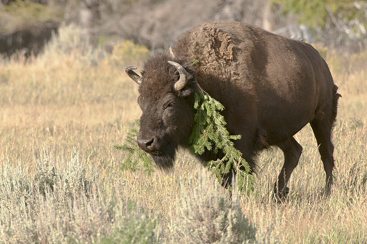 Bison with Branch