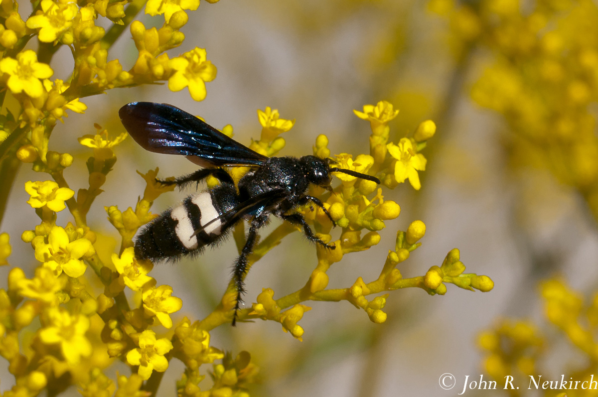 Mason Wasp