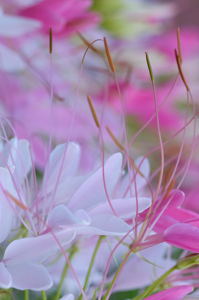 Cleome series #1