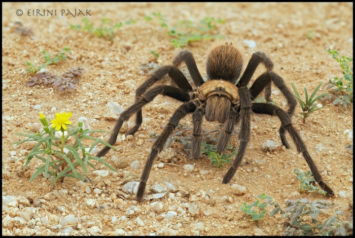Tarantula