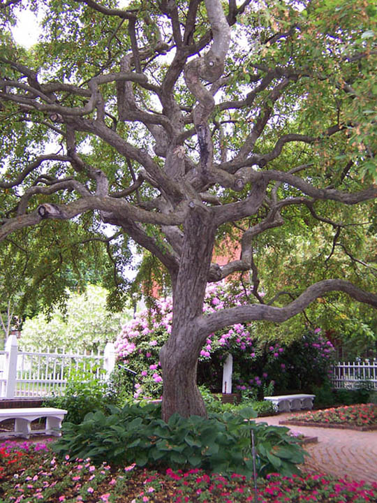 tree with twisted branch