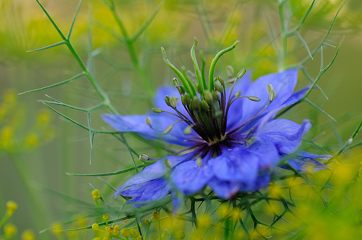 Nigella