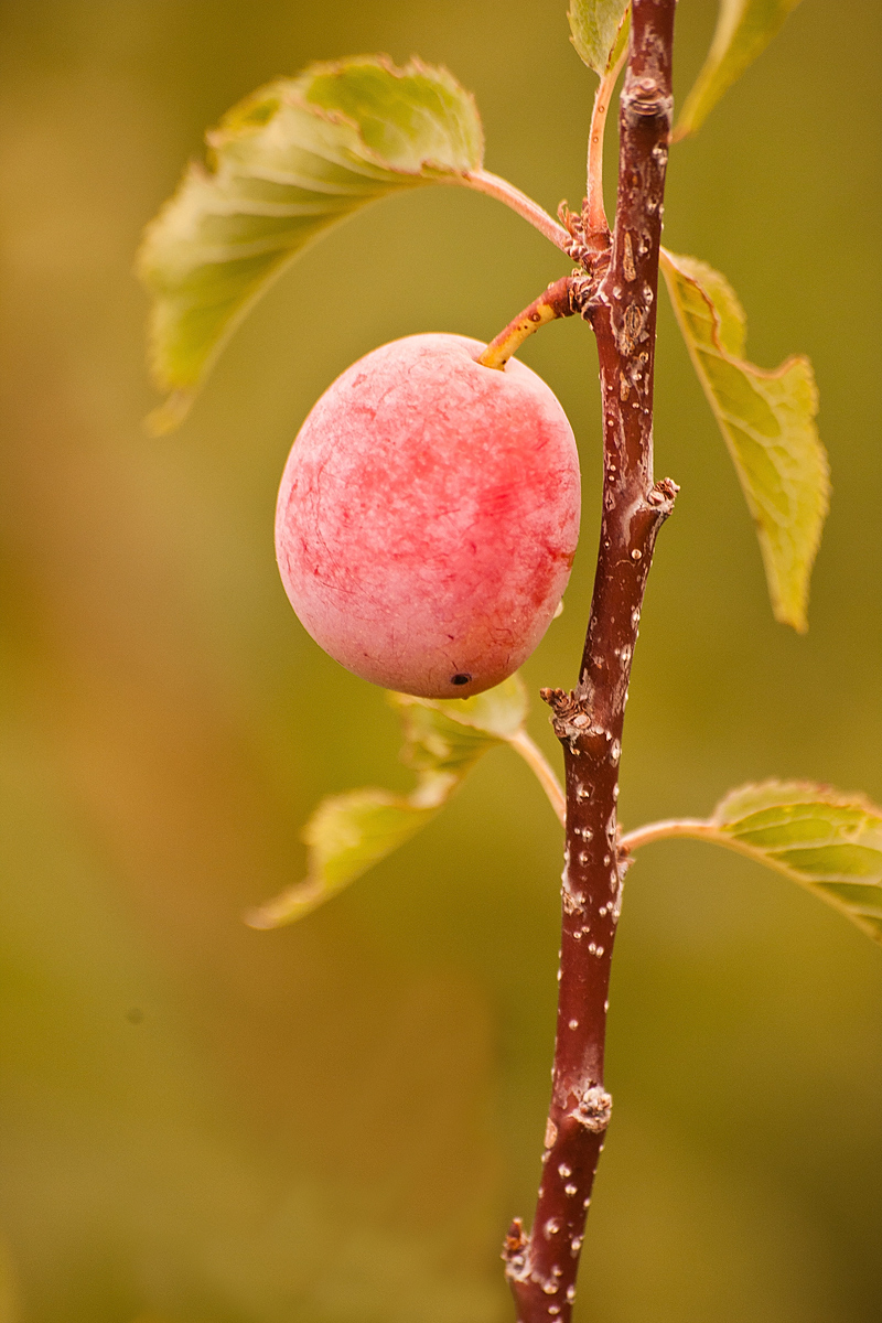 Wild Plum