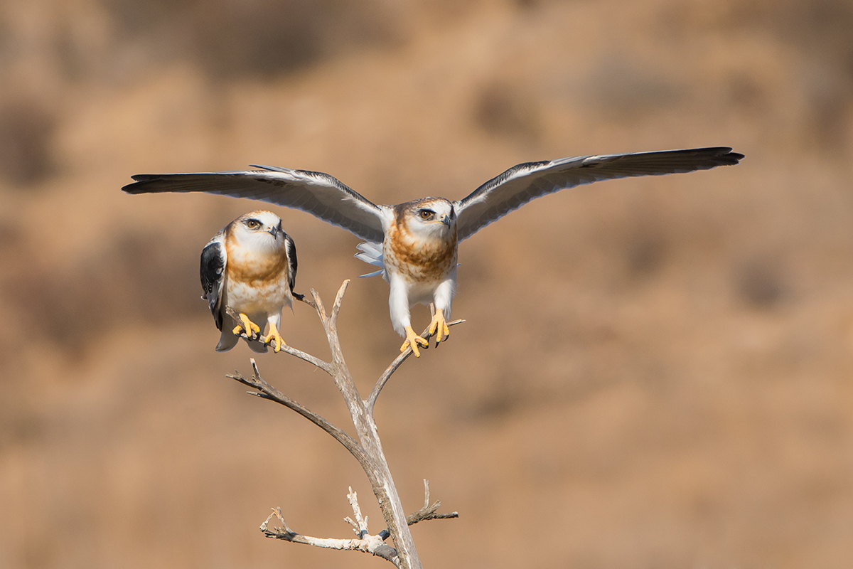 Kites