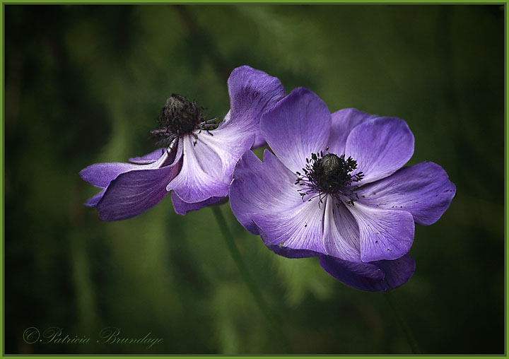 Blue Anemome