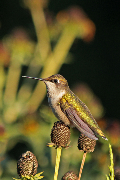 juvie RT humming bird