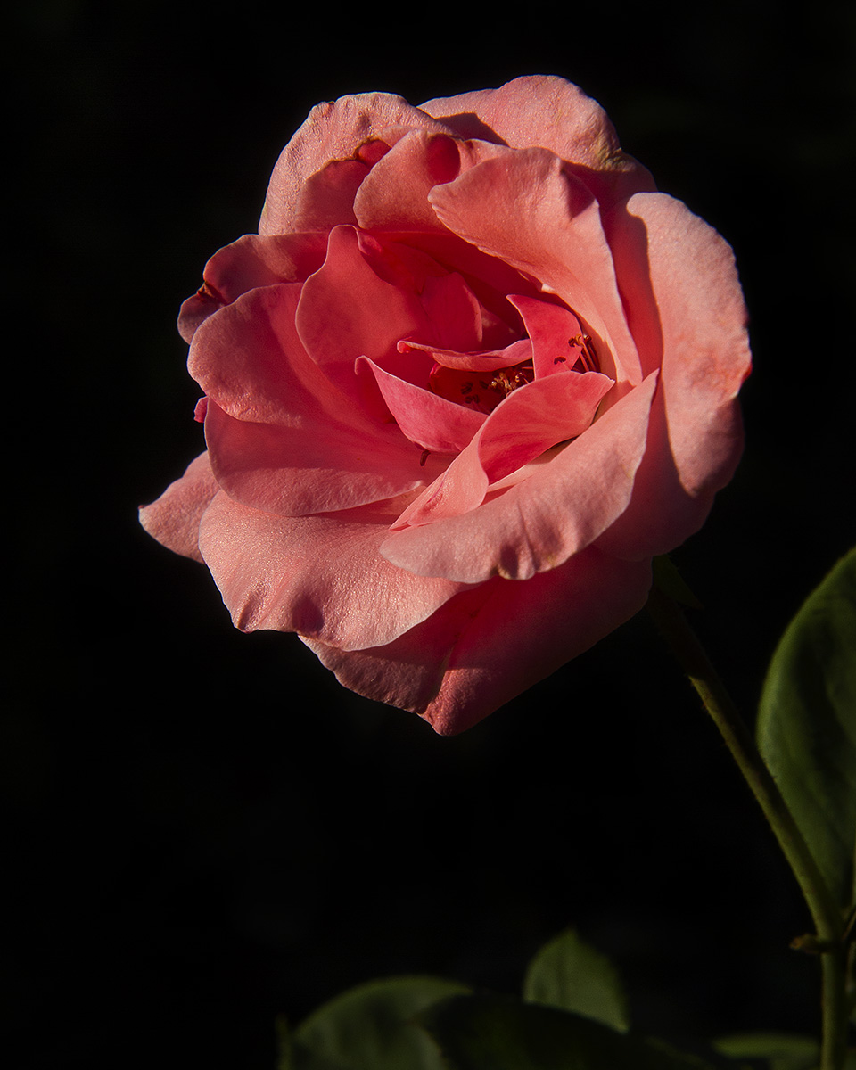 Rose 2 +repost