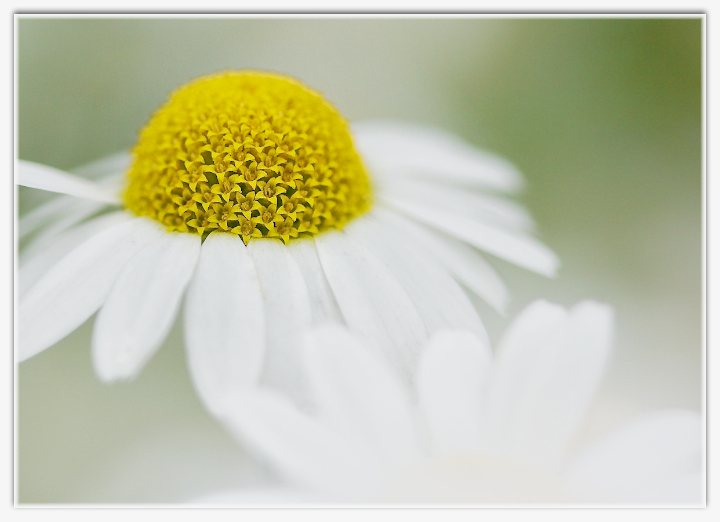 Daisy 