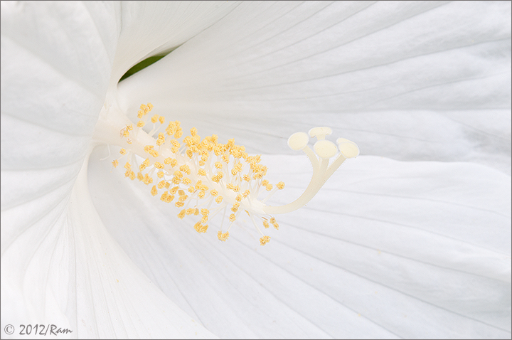 White Hibiscus