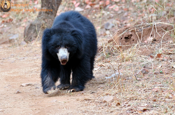 Sloth Bear (Re-Posted)