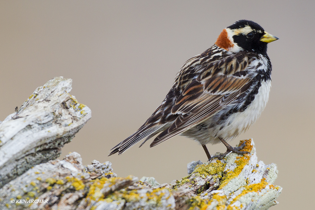 Lapland Longspur