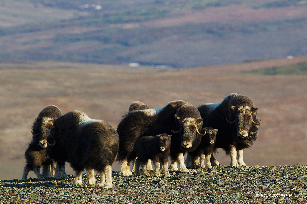 Musk Ox Herd