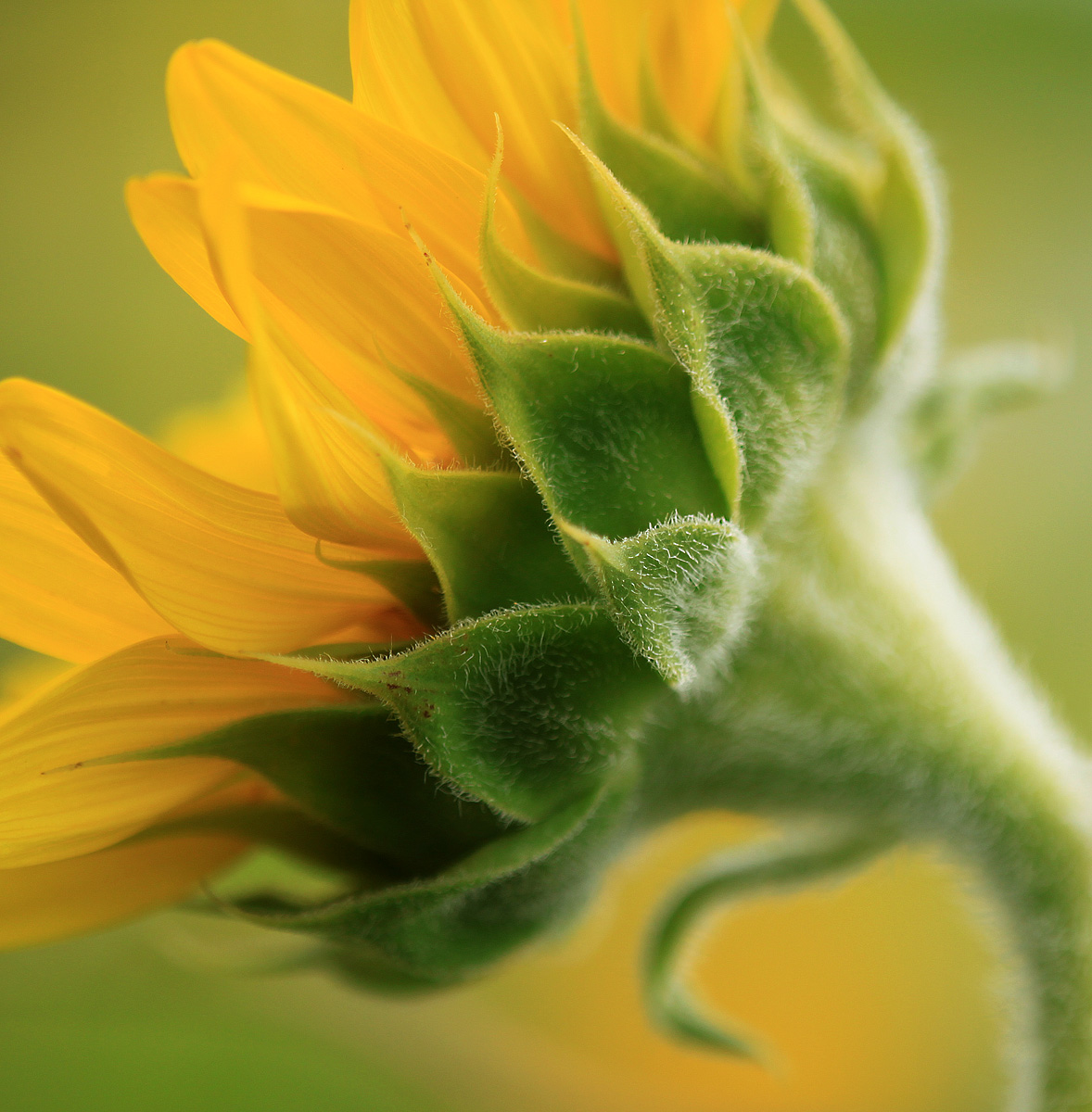 Sunflower, side view