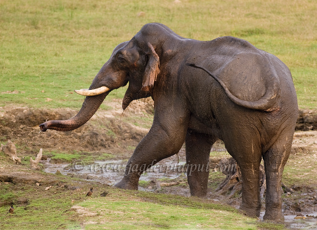 Tusker at a cool point