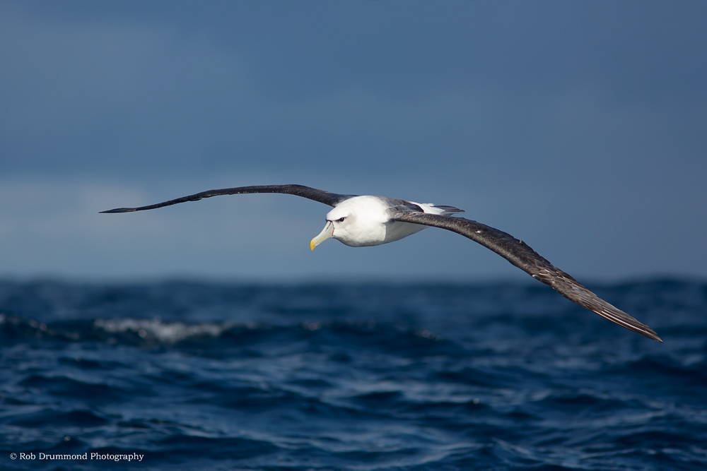 Shy Albatross