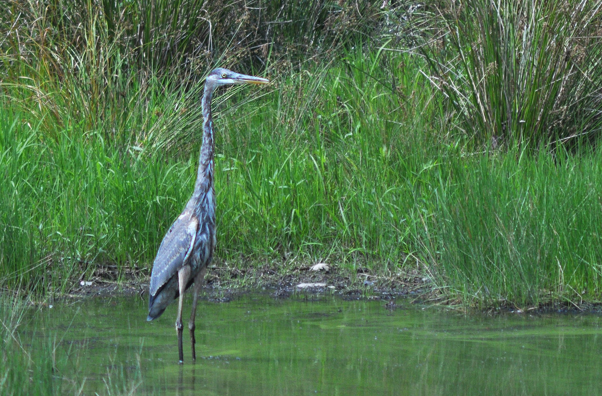 Finally GBH
