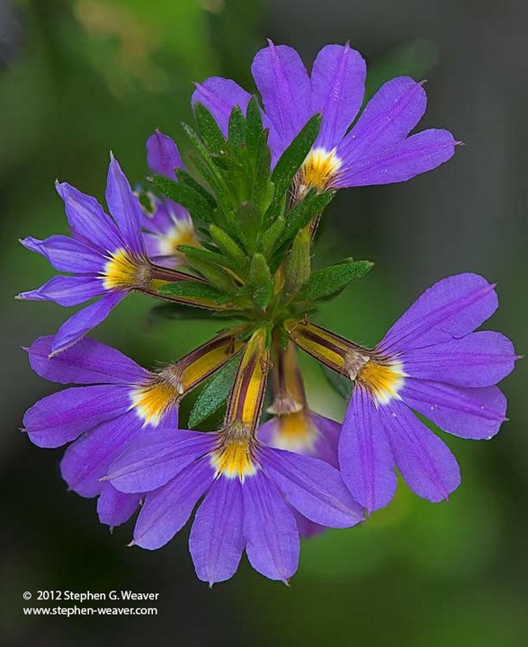 Lobelia