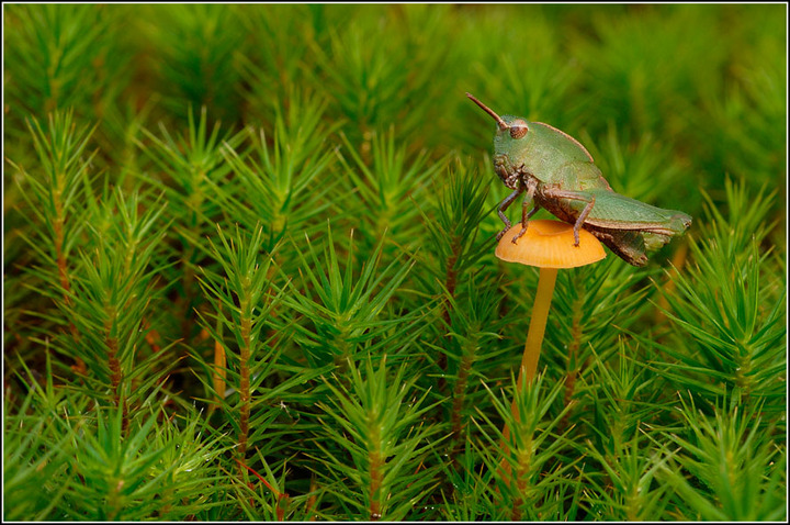 Green on Yellow
