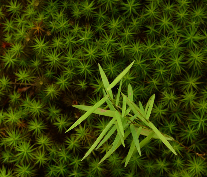Green Strokes