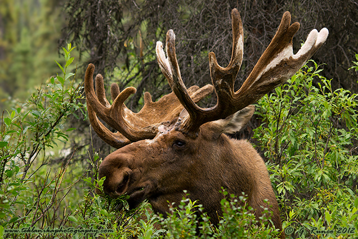 Bull in the Bushes