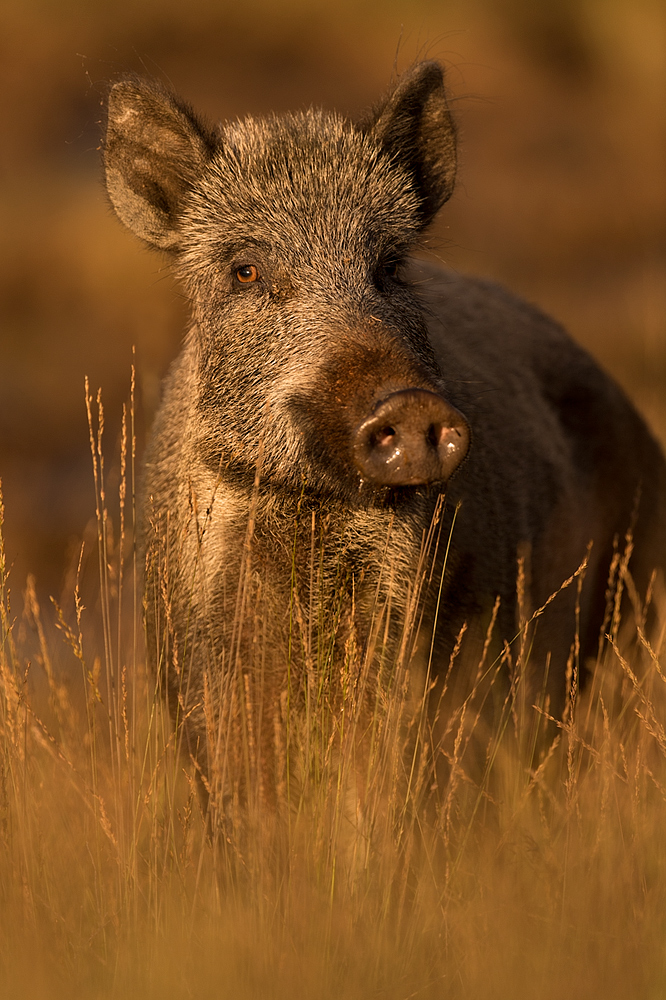 Wild Boar Female