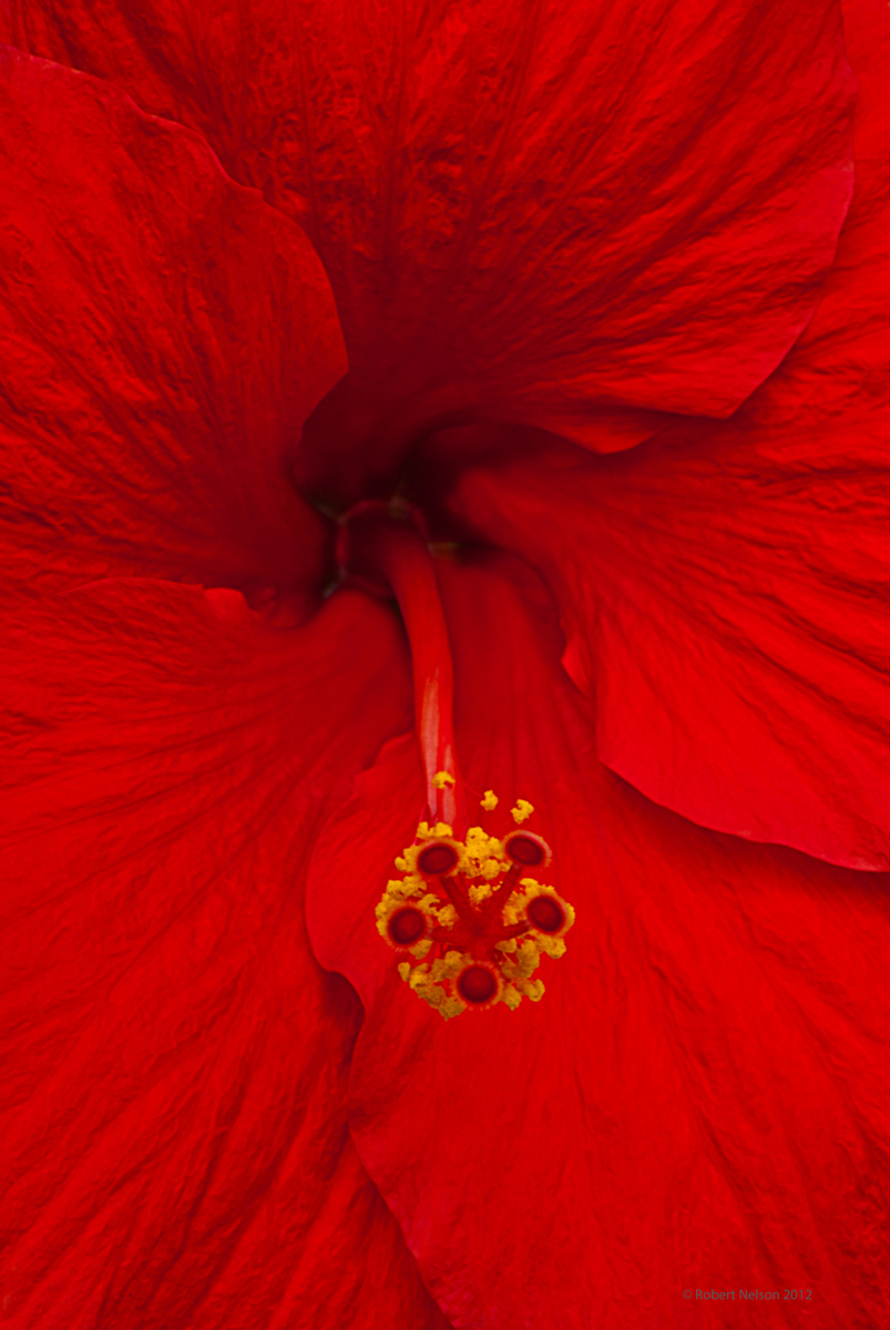 Hibiscus