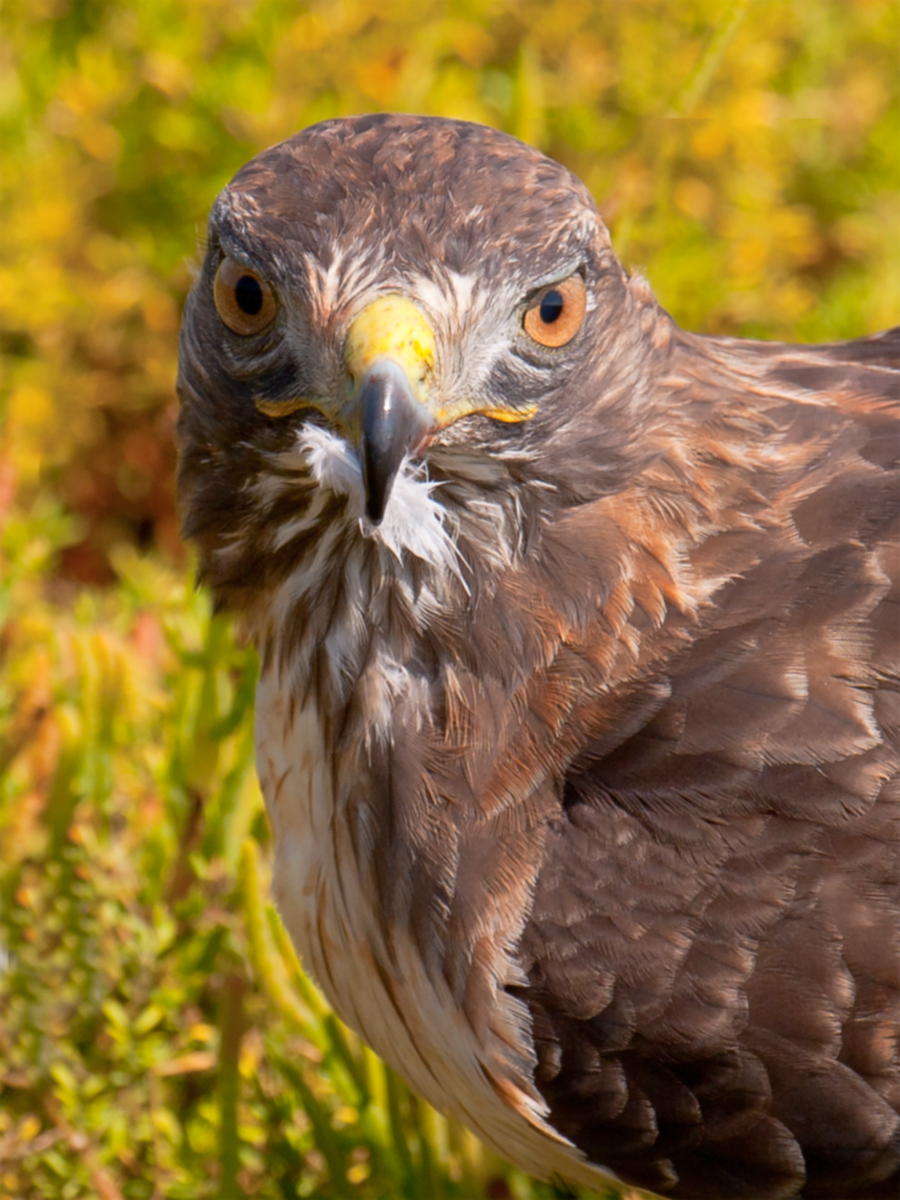 Red Tail with Feather.