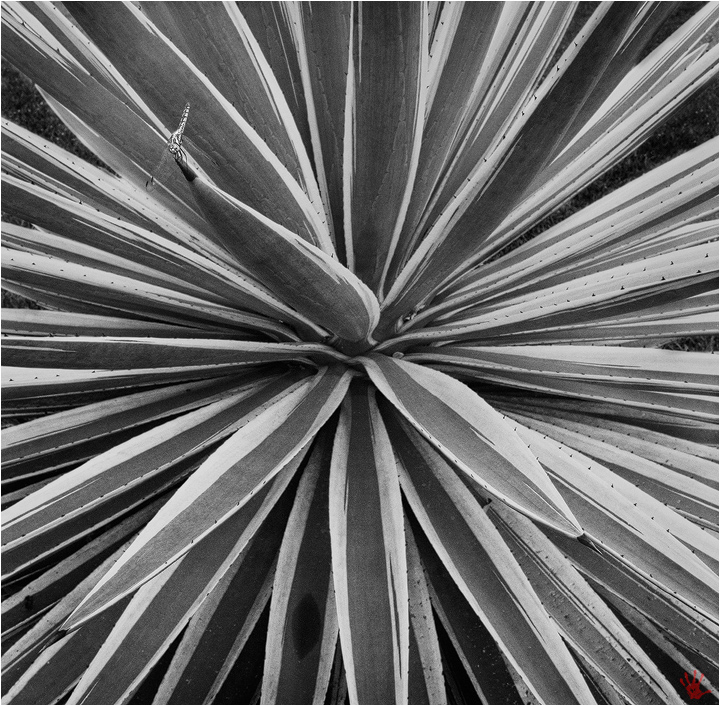 dragonfly warp drive