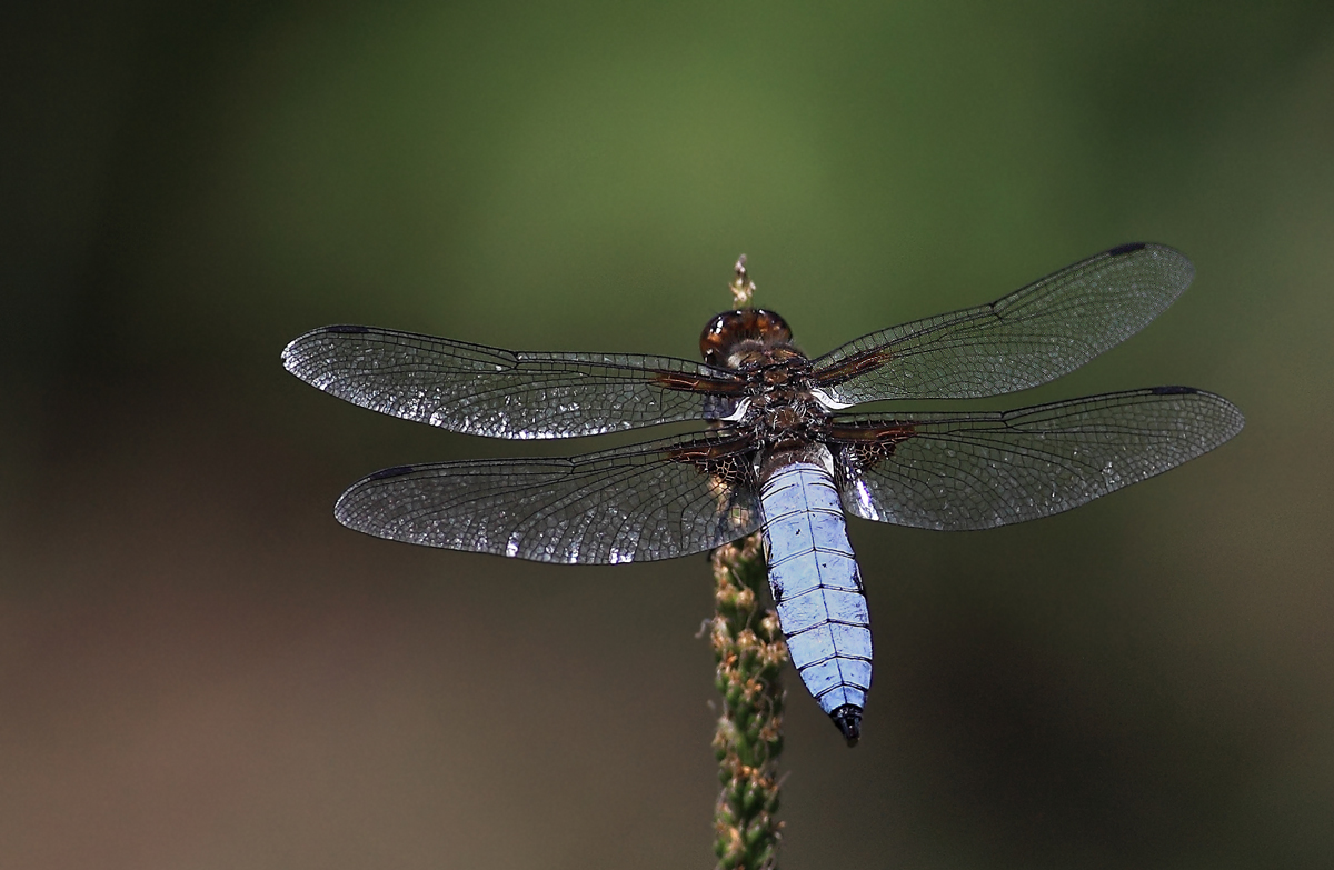 The Wing Design