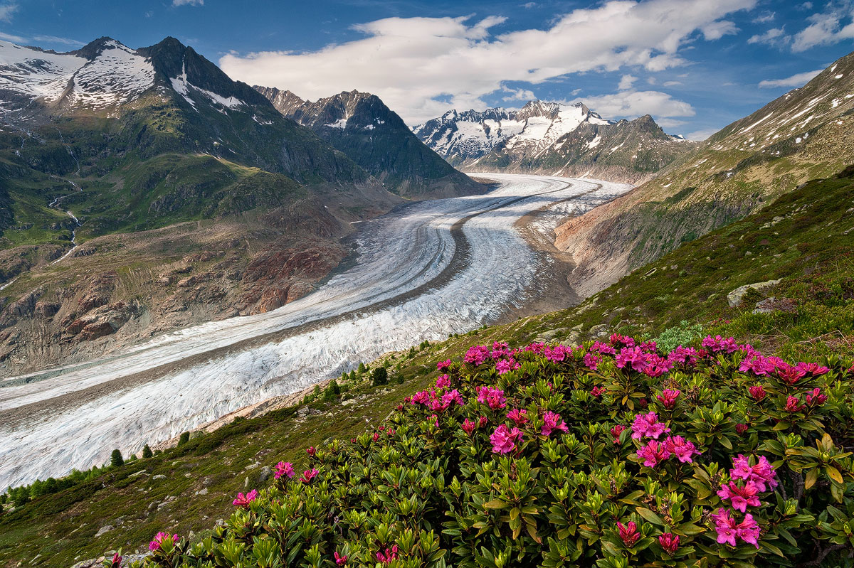 Alpine Beauty